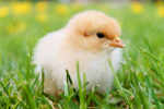 Baby chick at Wardle Feed & Pet Supply